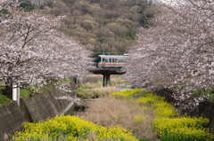 花の季節を渡る