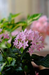 玄関にたたずむ