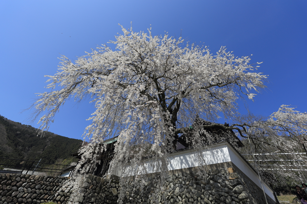 光福寺　大糸桜⑤