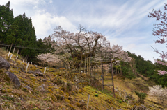 樽見の大桜Ⅱ-⑦