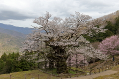 樽見の大桜Ⅲ