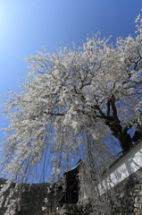 光福寺　大糸桜④