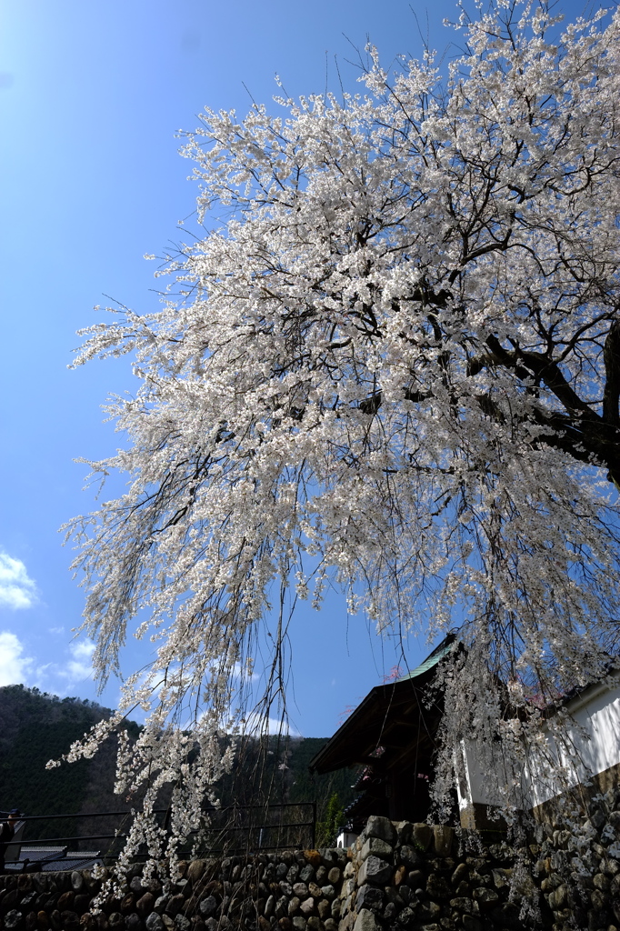 樹齢300年の輝き
