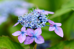 紫陽花の刻Ⅳ