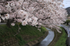 大野川桜情景②