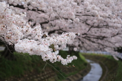 大野川桜情景①