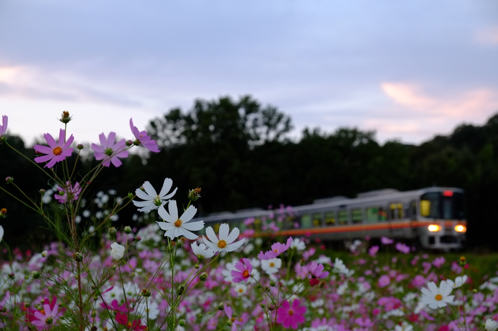 黄昏時のコスモス畑をぬける