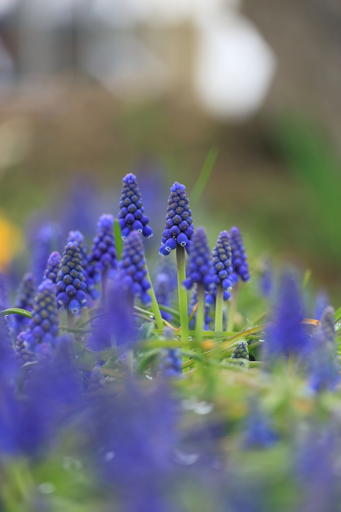 the blue world②