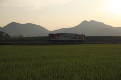 夕陽色の稲の海をわたる