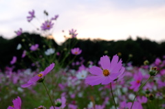 夕方の風にふかれて