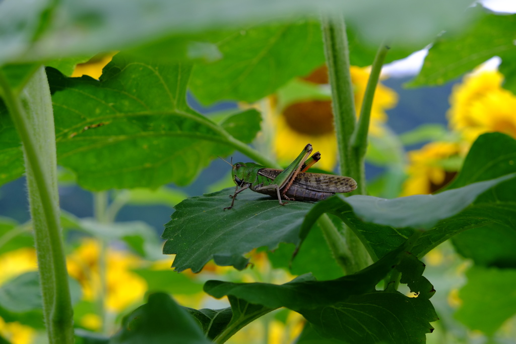 みぃ〜つけた！！