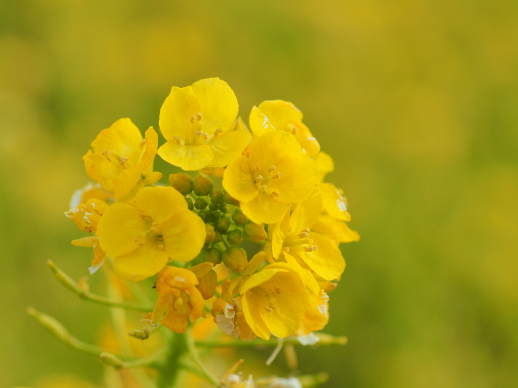 the yellow world Ⅰ