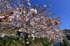 散歩道の桜Ⅰ