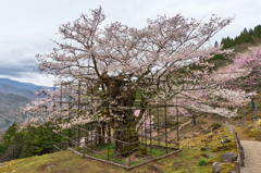 樽見の大桜Ⅱ-⑤