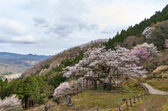 樽見の大桜Ⅱ-⑥