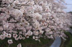 大野川桜情景④