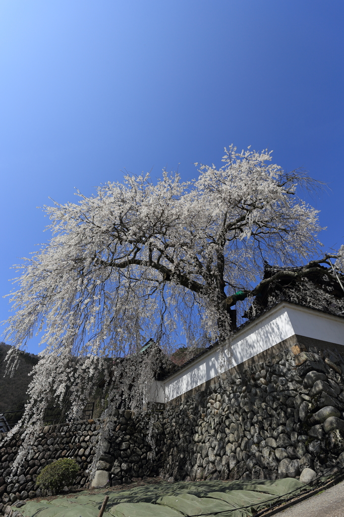 光福寺　大糸桜①