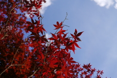 梅雨の晴れ間に燃える