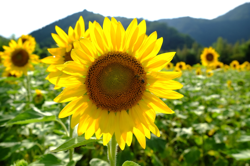 太陽の花