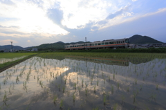 稲のびる梅雨の夕暮れ