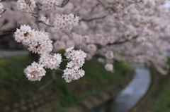 大野川桜情景③