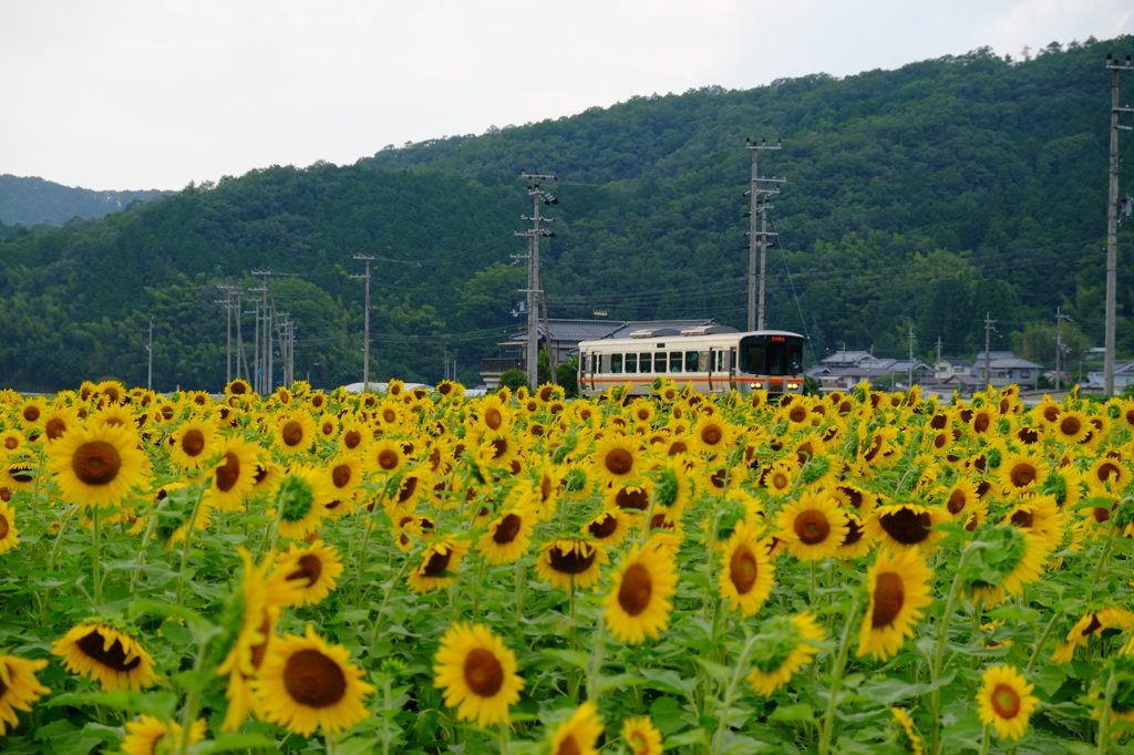 ひまわりの海をいく