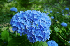 雨をまちながら