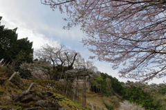 樽見の大桜Ⅵ