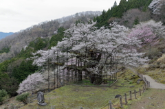 樽見の大桜Ⅴ