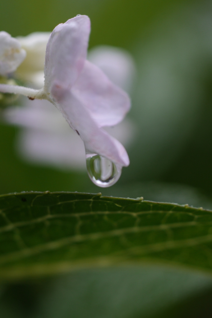 花の雫