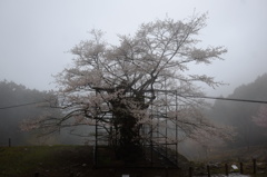 樽見の大桜②