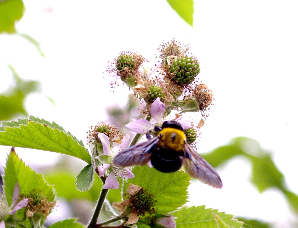 １３年5月 ブラックベリーにミツバチ