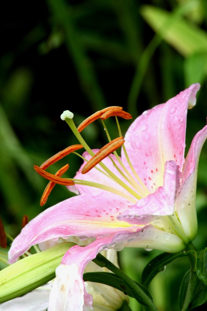１３年　ユリの花