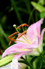 １３年　ユリの花