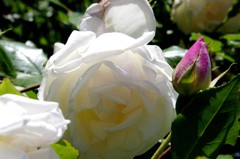 １３年5月　香り豊かに