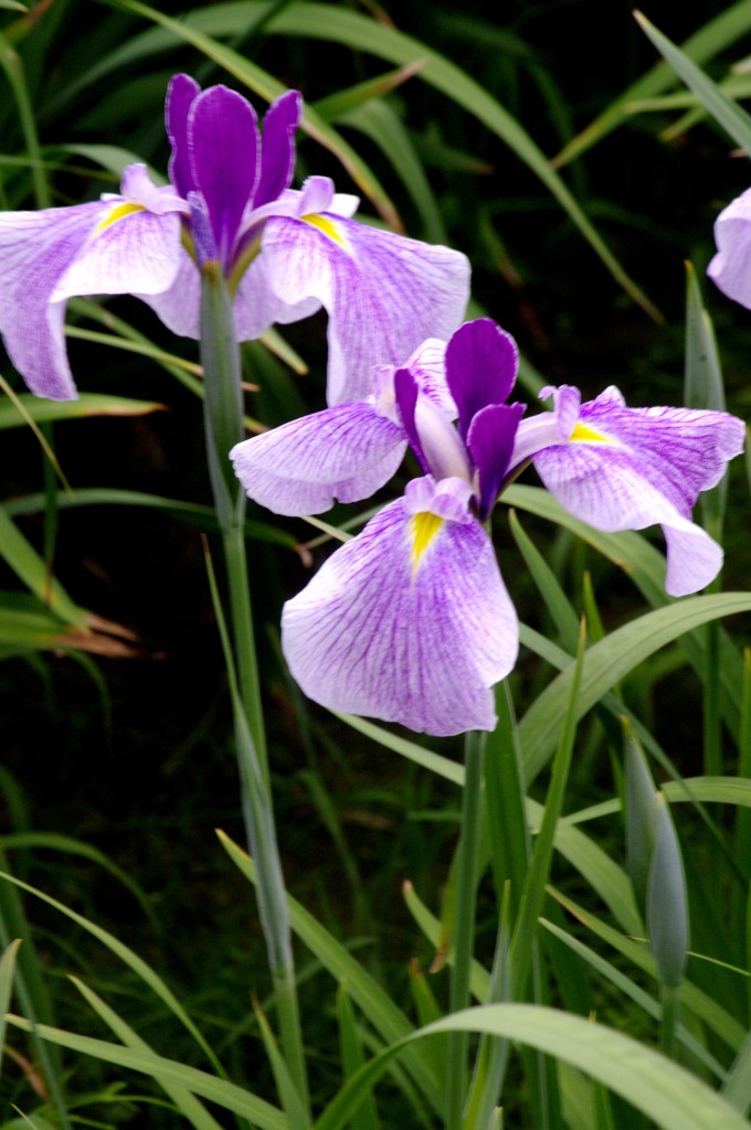 １３年　宮地嶽江戸菖蒲