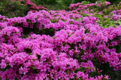 EOS1DⅡ　雲仙のミヤマキリシマ