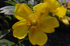 １３年　春の花