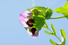 １３年5月　豆の花