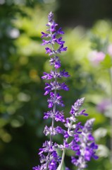 １３年　ちっちゃな花壇で