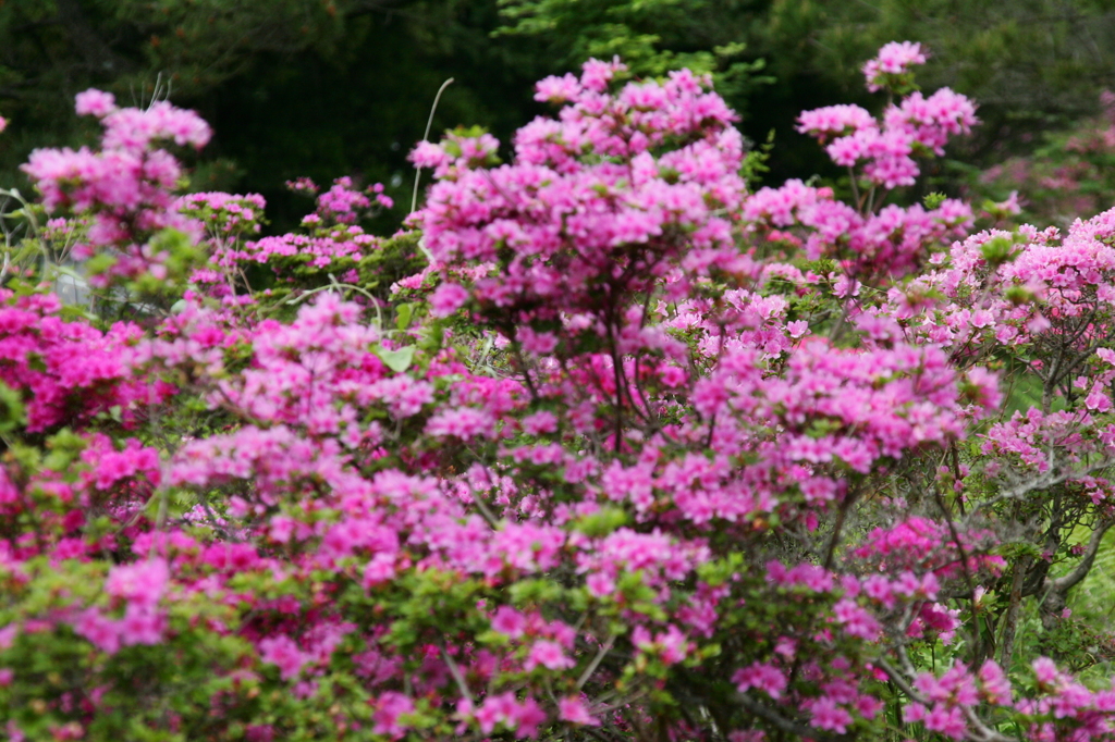 EOS1DⅡ　雲仙のミヤマキリシマ他 109