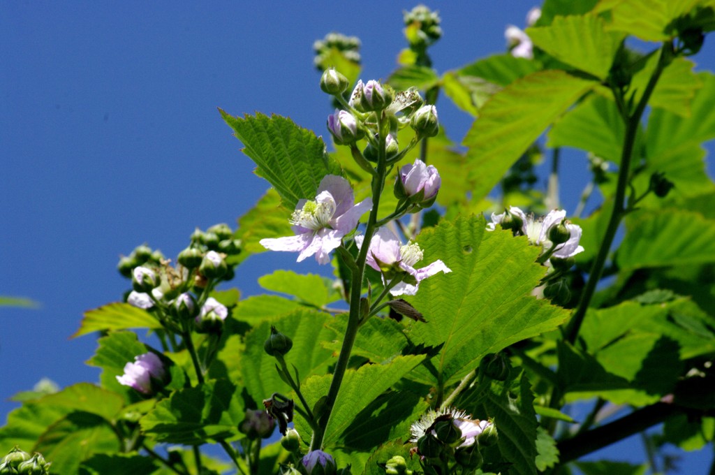 １３年5月の花