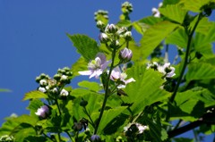 １３年5月の花