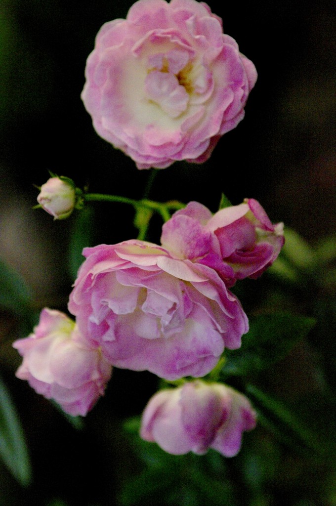 バラの花