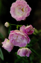 バラの花