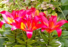 １３年5月 ユリの花