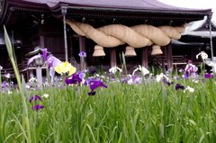 １３年　宮地嶽江戸菖蒲初刈神事 060