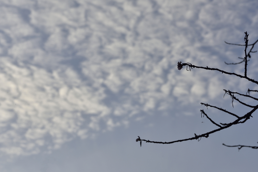 秋空桜