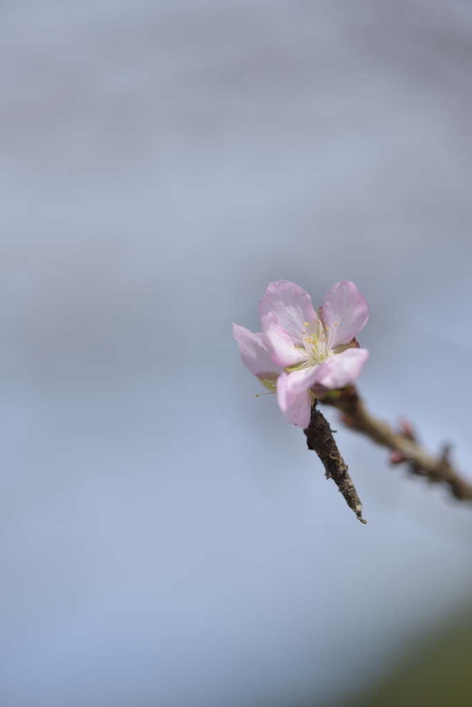 秋桜