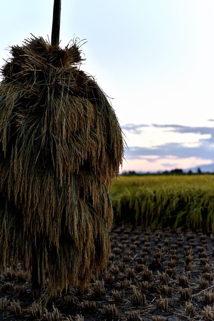 harvest